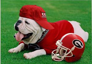 UGA relaxing on the field, ready for the season 